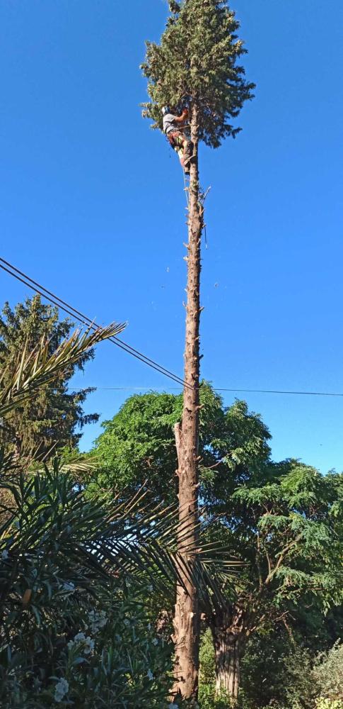 long-arbre-ecosystem