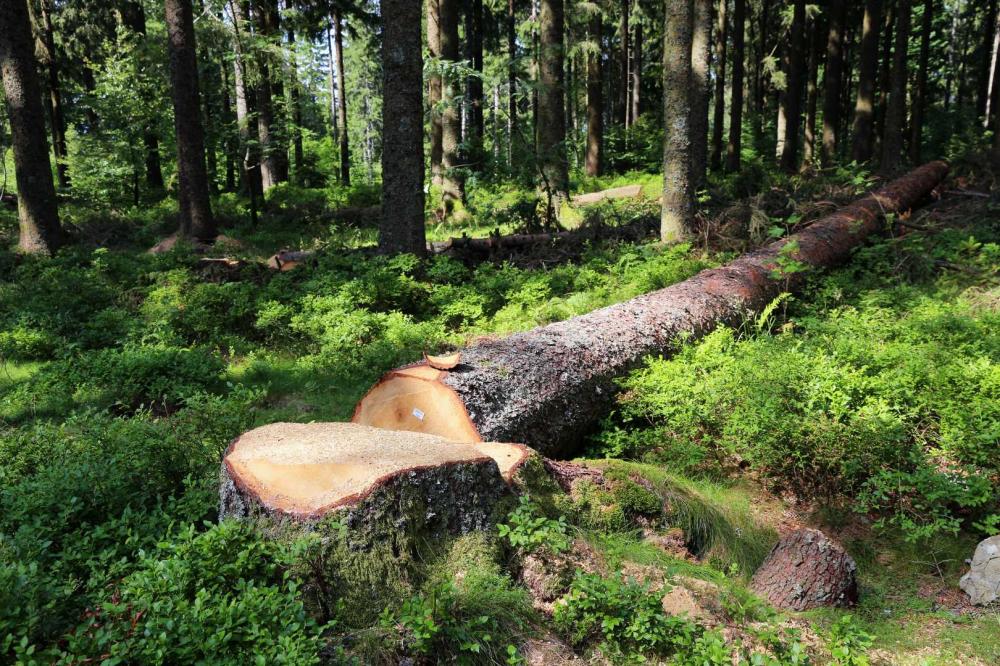 abattage-arbres-ecosystem