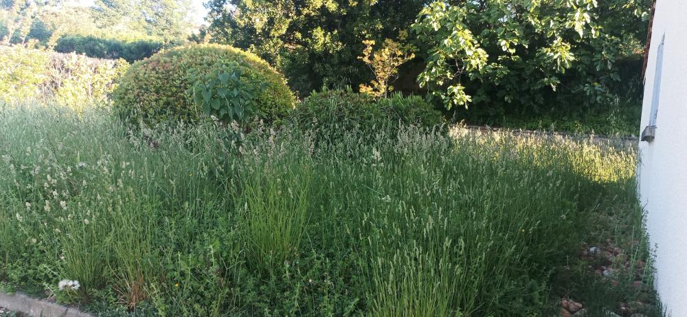 Jardin envahi par la végétation avant l'intervention d'entretien par ECOSYSTEM'07 en Ardèche